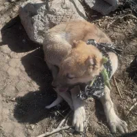 توله سگ