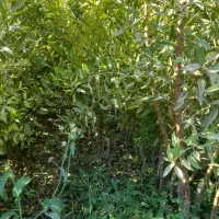 فروش نهال کبوده انگور گیلاس بادام زردآلو وغیره|خدمات باغبانی و درختکاری|میاندوآب, |دیوار