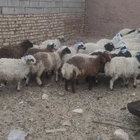 بره بز گوسفند بزغاله میش شیشک گاو گوساله