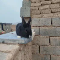 خرگوش|موش و خرگوش|قائن, |دیوار