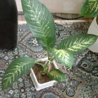 گل وگیاه طبیعی