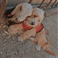 سگ شیتزو سه ساله