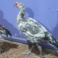 مرغ و خروس|حیوانات مزرعه|سراوان, |دیوار