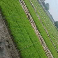 فروش نشاء جعبه ای برنج درجه ۱، آماده کشت