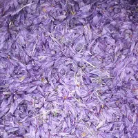 ریشه ی زعفران