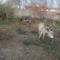 خر (الاغ) باکره|حیوانات مزرعه|مشهد, مهدی آباد|دیوار