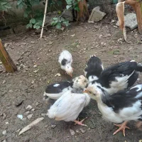 ۶ عدد جوجه گلین قلم سیاه وطوسی|حیوانات مزرعه|بهنمیر, |دیوار