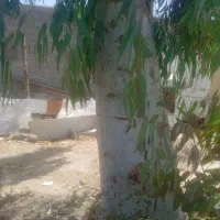 خرید انواع چوب اکالیپتوس وغیره