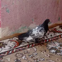 کبوتر|پرنده|شیراز, دروازه اصفهان|دیوار