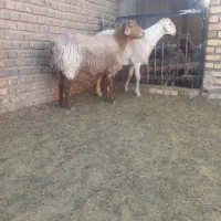 میش عربی در تربت جام|حیوانات مزرعه|تربت جام, کاریز نو سفلی|دیوار