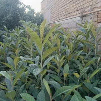 فروش درخت ازگیل سالم و با کیفیت