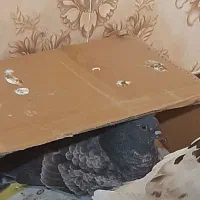 کبوتر