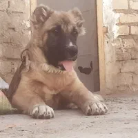 واگذاری سگ سراب کانگال|سگ|شیروان (خراسان), |دیوار