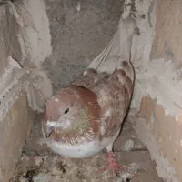 کفتر بپر بزن|پرنده|میناب, |دیوار