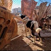 واگذاری سگ گله