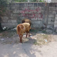 گوسفند بره میش