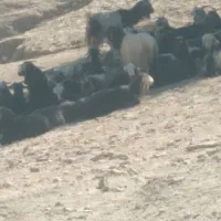 ۵۵راس بز داشتی معاوضه با میش