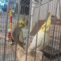 عروس هلندی مولد