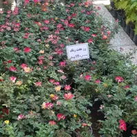 رز هفت رنگ