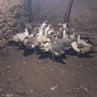 24عدد قاز محلی 3کیلو به بالا