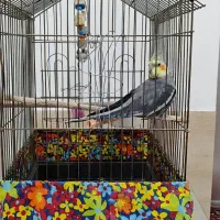 عروس هلندی نر|پرنده|قره ضیاالدین, |دیوار