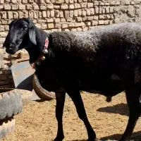 قوچ-هرکول-قره غزل-میش-بره|حیوانات مزرعه|کاشان, مشکات|دیوار