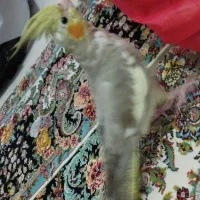 عروس هلندی|پرنده|کهریزک, |دیوار