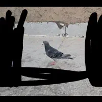 کفتر گمشده پلاکی|حیوانات|پاکدشت, پاکدشت (مامازند)|دیوار