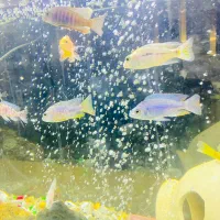 اکواریوم بزرگ|ماهی|سراوان, |دیوار