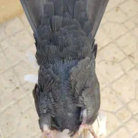 کبوتر یا کفتر دم سیاه|پرنده|شیراز, تندگویان|دیوار