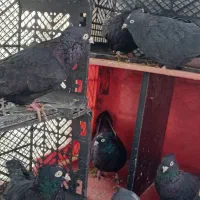 ۴ جفت زاغ صرب زاغ ابادانی