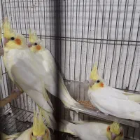 جوجه عروس سرلاکی و دونخور|پرنده|برازجان, |دیوار