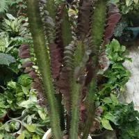 آپارتمانتو با این گلها زیباتر کن|گل و گیاه طبیعی|شاهینشهر, خبرنگار|دیوار