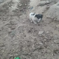 واگذاری پاکوتاه رایگان