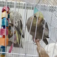 عروس هلندی بالغ یک جفت همراه  با یک جفت  جوجه