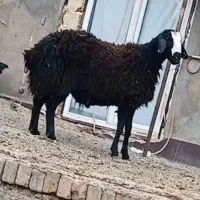 بره قوچ نژاد شال