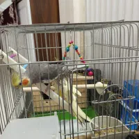 عروس هلندی|پرنده|مشکین‌دشت, |دیوار