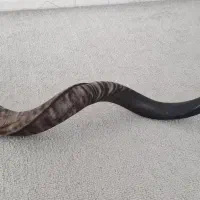 بوق شاخی اصل اصل