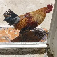 خروس محلی اصل