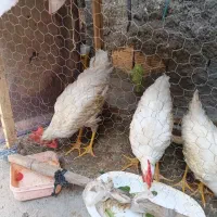 خرید فروش