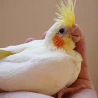 *پرنده سـرای کاکـادو*|پرنده|سنندج, |دیوار