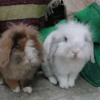 خرگوش لوپ فلت|موش و خرگوش|مشهد, طبرسی شمالی|دیوار