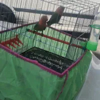 طوطی برزیلی اوپال