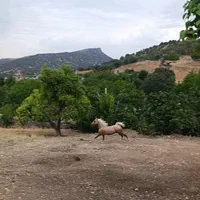 مادیان
