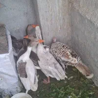 غاز|حیوانات مزرعه|شهریار, رزکان|دیوار