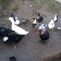 اردک محلی واسراییلی ماده