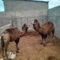 شتر فروشی ویژه محمرم