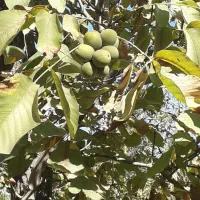 باغ 7000متری در روستای خور کلات