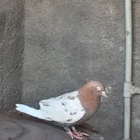 سینه سرخ نرمست درروستای قلعه سحر|پرنده|اهواز, کوی فرهنگیان ۲|دیوار