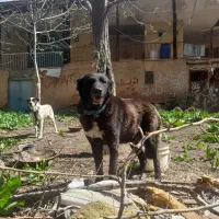 سگ سرابی